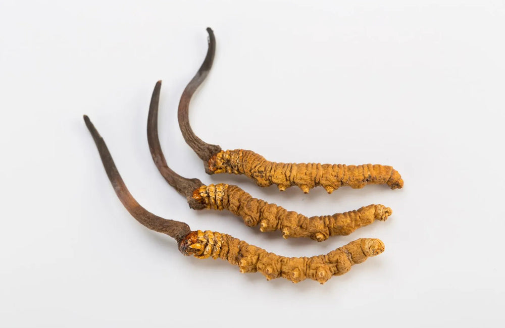 Régime cétogène et cordyceps : le duo gagnant !