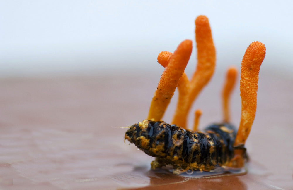 Cordyceps : Le trésor de la médecine traditionnelle chinoise