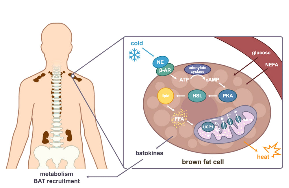 Graisse brune: impact sur la santé et comment la stimuler ?
